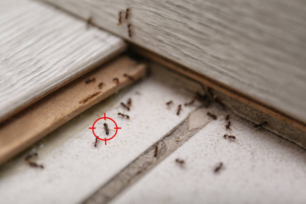 Best Cockroach Control Services  in Bradfordville, FL