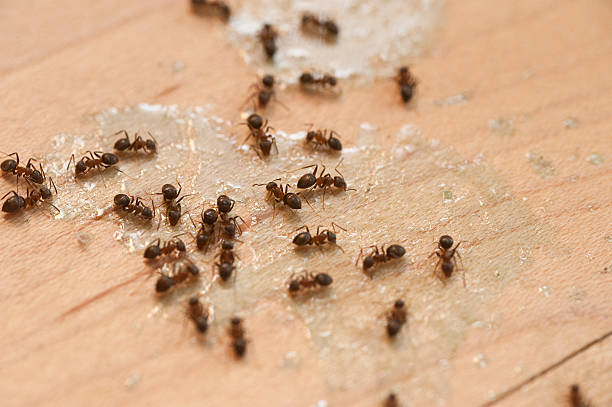 Best Best Pest Control Companies  in Bradfordville, FL